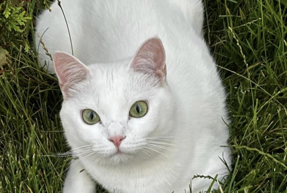 Avviso scomparsa Gatto Femmina , 2 anni Tremblay-en-France Francia